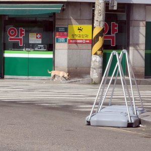 강아지 주인을 찾습니다 믹스견 경기도 부천시 원미구