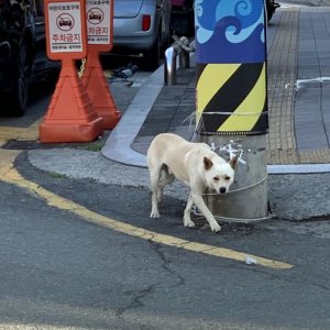 강아지 주인을 찾습니다 기타견종 부산광역시 남구