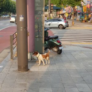 강아지 주인을 찾습니다 강아지 전단지