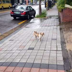 강아지 주인을 찾습니다 믹스견 경상북도 포항시 남구