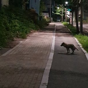 강아지 주인을 찾습니다 강아지 전단지