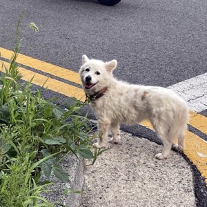 강아지 주인을 찾습니다 강아지 전단지