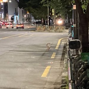 강아지 주인을 찾습니다 기타견종 서울특별시 관악구