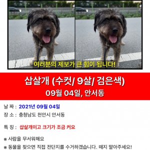 강아지를 찾습니다 강아지 전단지