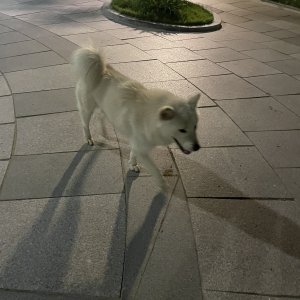 강아지 주인을 찾습니다 강아지 전단지