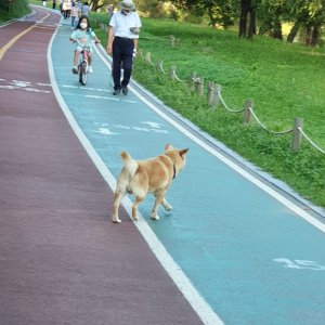 강아지 목격 시바 서울특별시 서초구