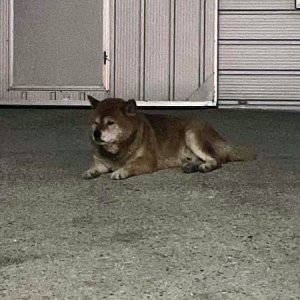 강아지 목격 시바 부산광역시 기장군