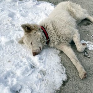 강아지를 찾습니다 풍산개 충청남도 논산시