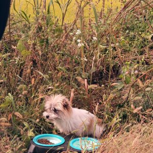 강아지 주인을 찾습니다 믹스견 전라북도 익산시