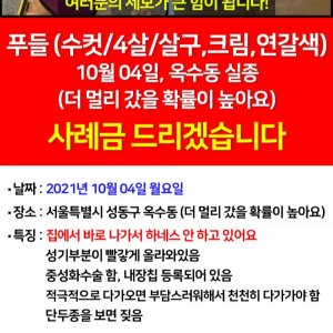 강아지를 찾습니다 푸들/미니어처푸들 서울특별시 성동구