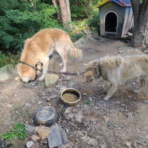 강아지 주인을 찾습니다 골든리트리버 경상남도 창녕군