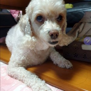 강아지를 찾습니다 푸들/미디엄푸들 서울특별시 마포구