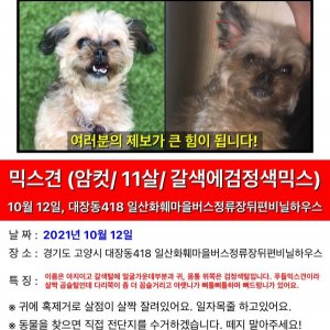 강아지를 찾습니다 믹스견 경기도 고양시 덕양구