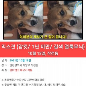 강아지를 찾습니다 기타견종 인천광역시 계양구