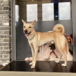 강아지 실종 믹스견 충청남도 논산시