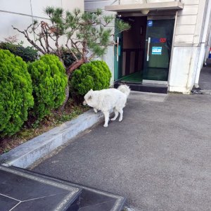 강아지 주인을 찾습니다 기타견종 경상남도 김해시