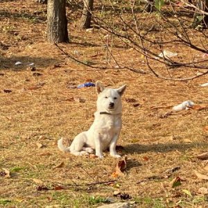 강아지 주인을 찾습니다 기타견종 경기도 화성시