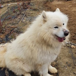 강아지 실종 사모예드 전라남도 순천시