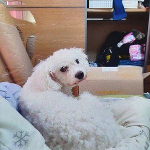 강아지 실종 비숑프리제 경기도 평택시