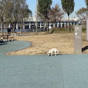 강아지 주인을 찾습니다 믹스견 서울특별시 강남구