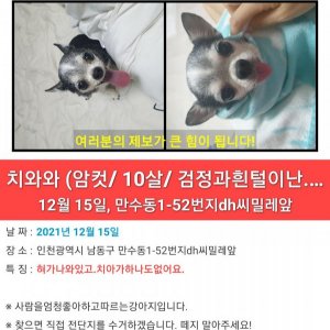 강아지를 찾습니다 치와와 인천광역시 남동구