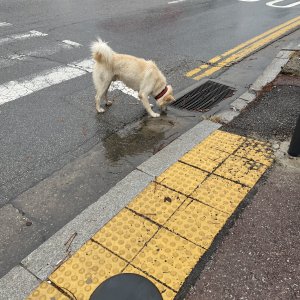 강아지 주인을 찾습니다 진돗개 충청남도 천안시 서북구