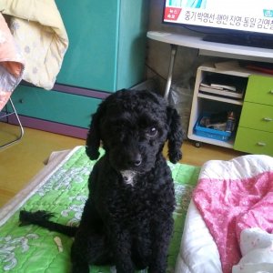 강아지를 찾습니다 푸들/미디엄푸들 대전광역시 서구