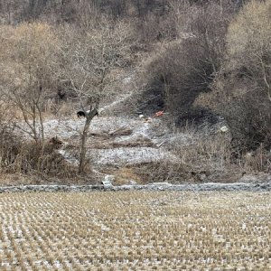 강아지 목격 도사 강원도 철원군