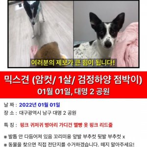 강아지를 찾습니다 믹스견 대구광역시 남구