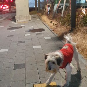 강아지 주인을 찾습니다 기타견종 부산광역시 해운대구