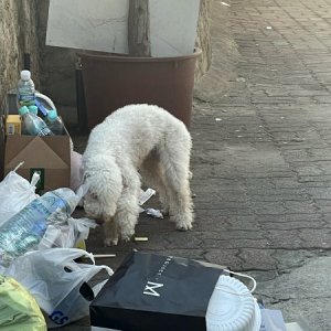 강아지 주인을 찾습니다 베들링턴테리어 서울특별시 성동구