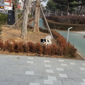 강아지 구조 보더콜리 전라북도 익산시