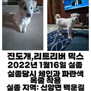 강아지를 찾습니다 래브라도리트리버 충청남도 예산군