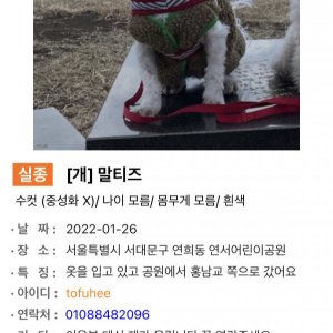 강아지를 찾습니다 말티즈 서울특별시 마포구