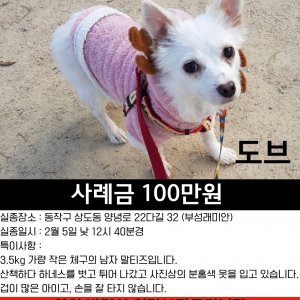 강아지 실종 믹스견 서울특별시 동작구