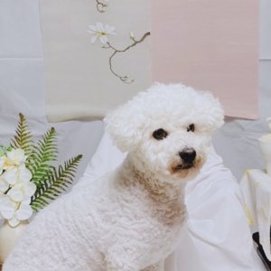 강아지 실종 비숑프리제 서울특별시 영등포구