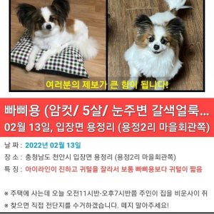 강아지를 찾습니다 강아지 전단지