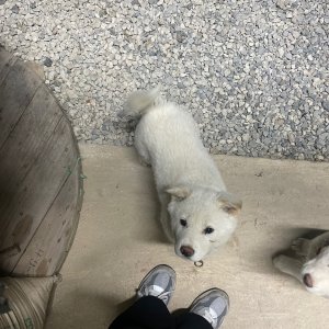 강아지 실종 풍산개 경상남도 진주시