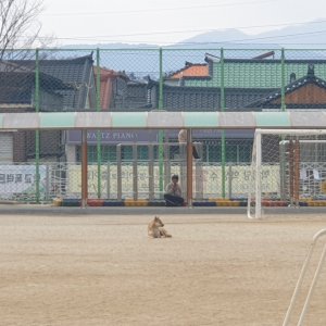 강아지 주인을 찾습니다 기타견종 경상북도 영주시