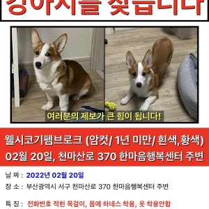 강아지를 찾습니다 웰시코기펨브로크 부산광역시 서구
