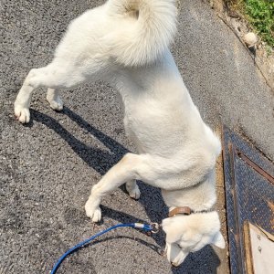 강아지를 찾습니다 풍산개 충청남도 천안시 서북구