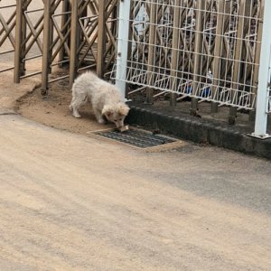 강아지 구조 기타견종 충청남도 아산시