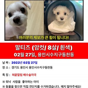 강아지를 찾습니다 말티즈 경기도 용인시 수지구