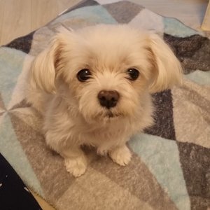 강아지 구조 말티즈 서울특별시 서대문구