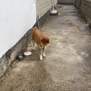 강아지 주인을 찾습니다 강아지 전단지