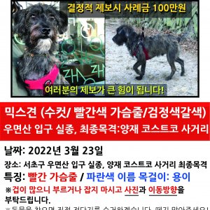 강아지를 찾습니다 강아지 전단지