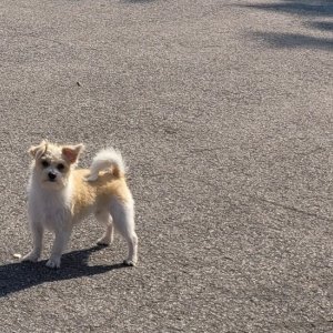 강아지 실종 믹스견 충청북도 제천시