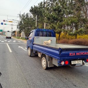 강아지 구조 믹스견 충청남도 아산시