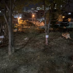 강아지 주인을 찾습니다 강아지 전단지