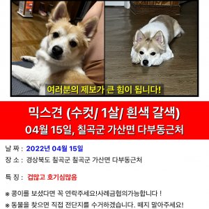 강아지를 찾습니다 강아지 전단지